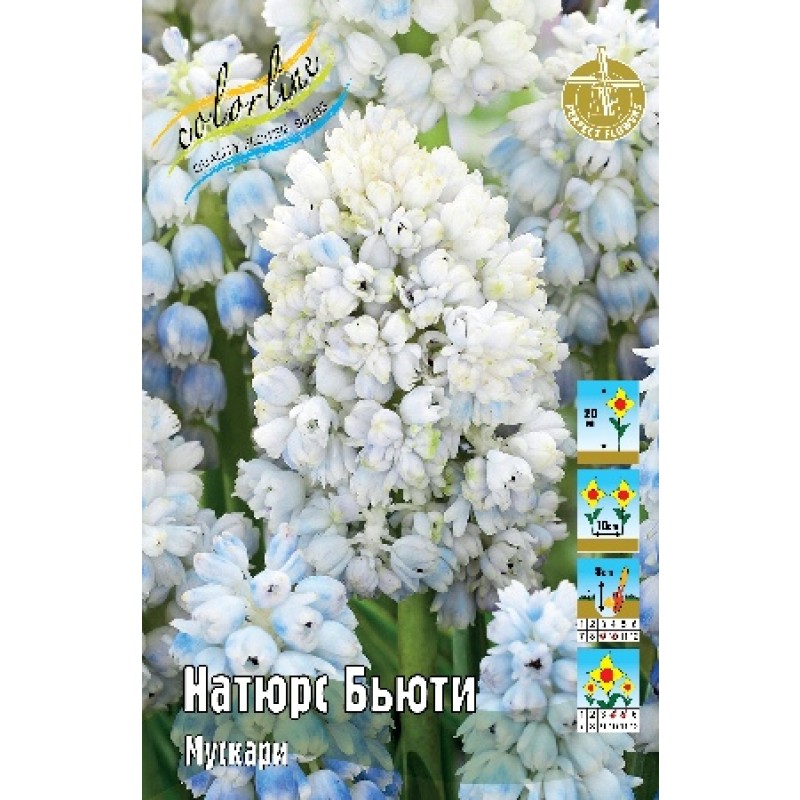 Мускари Натюрс Бьюти (ИС) 5