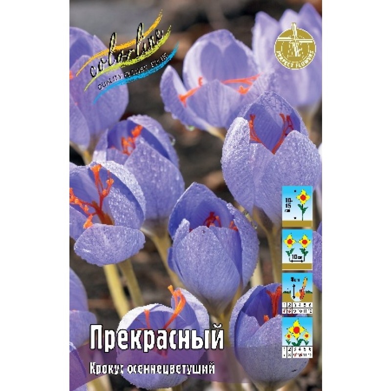 Крокусы Прекрасный (ИС) 10