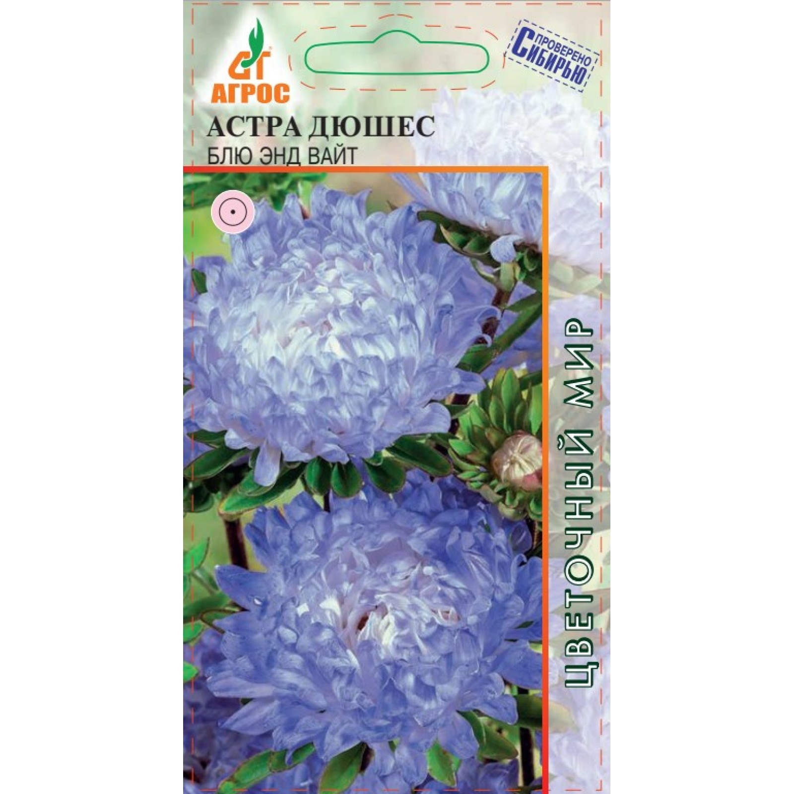 Астра дюшес блю энд вайт. Блю энд вайт. Аквилегия винки. Агастахе микс. Аквилегия винки дабл уайт.