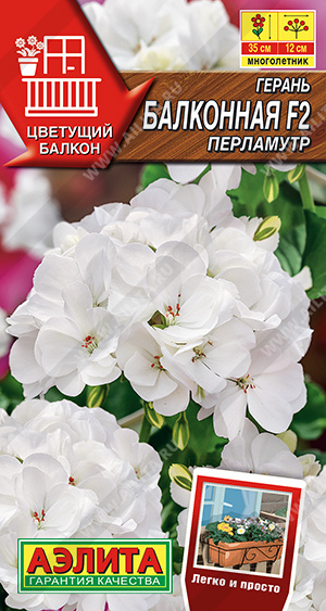Пеларгония - Балконная перламут (аэлита)