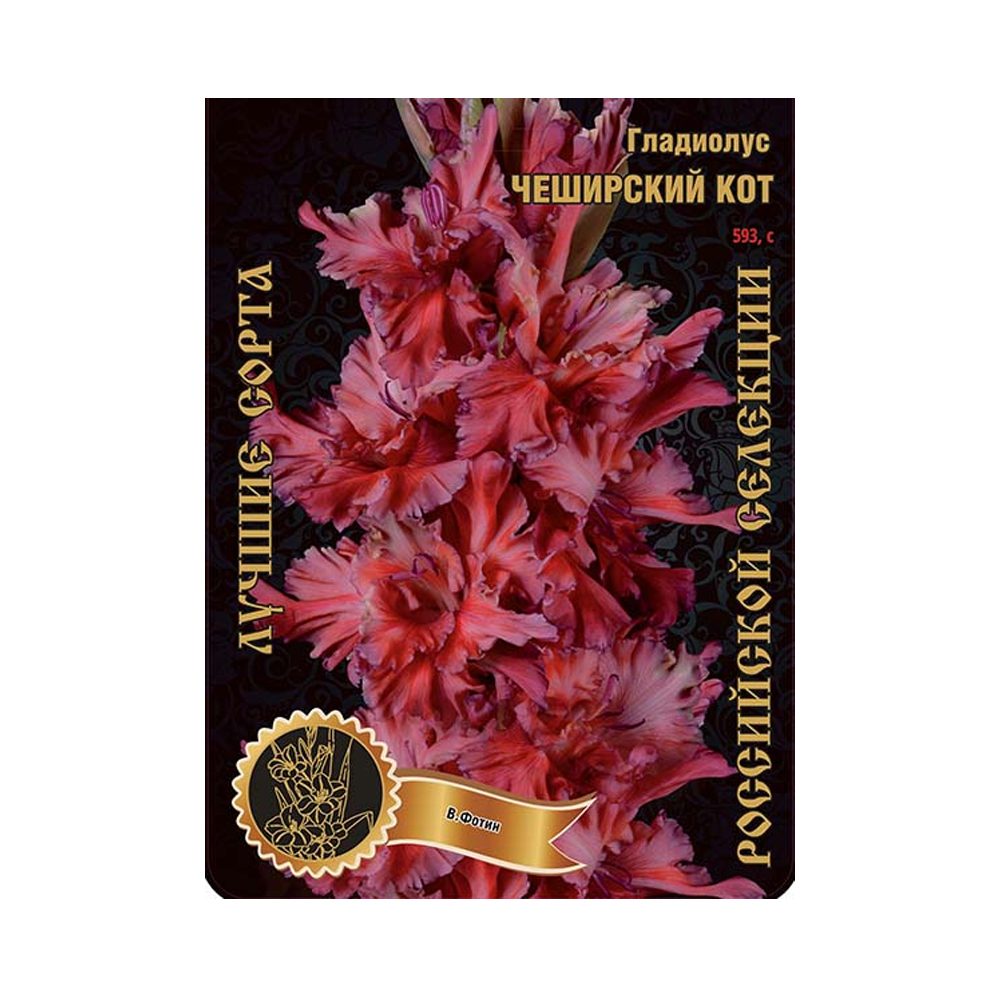 Гладиолус Чеширский кот (Сиб сад)