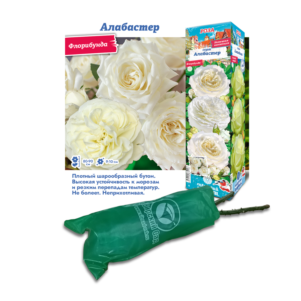 Роза Алабастер (Сибсад) Флорибунда