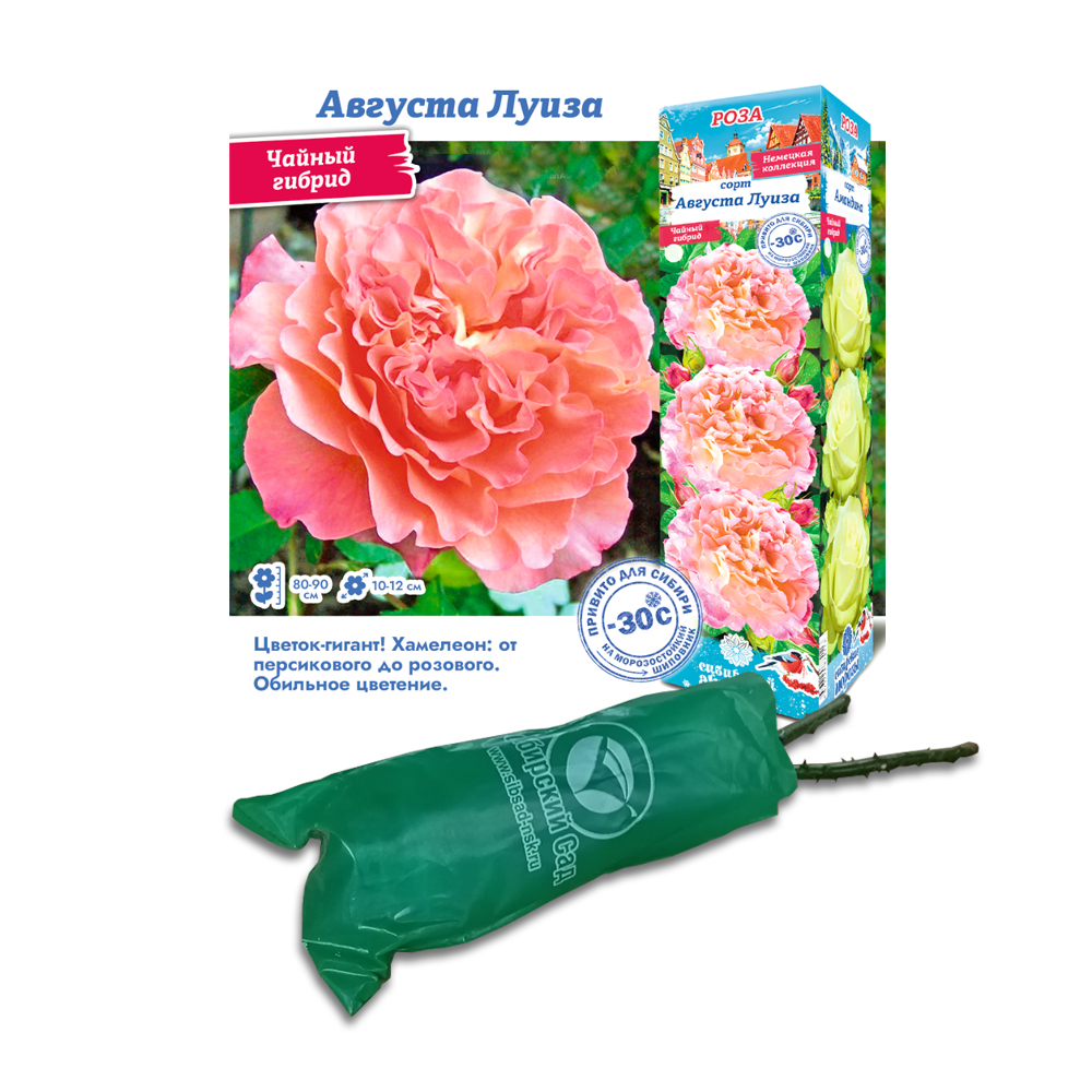 Роза Августа Луиза (Сибсад) Чайно-гибридная