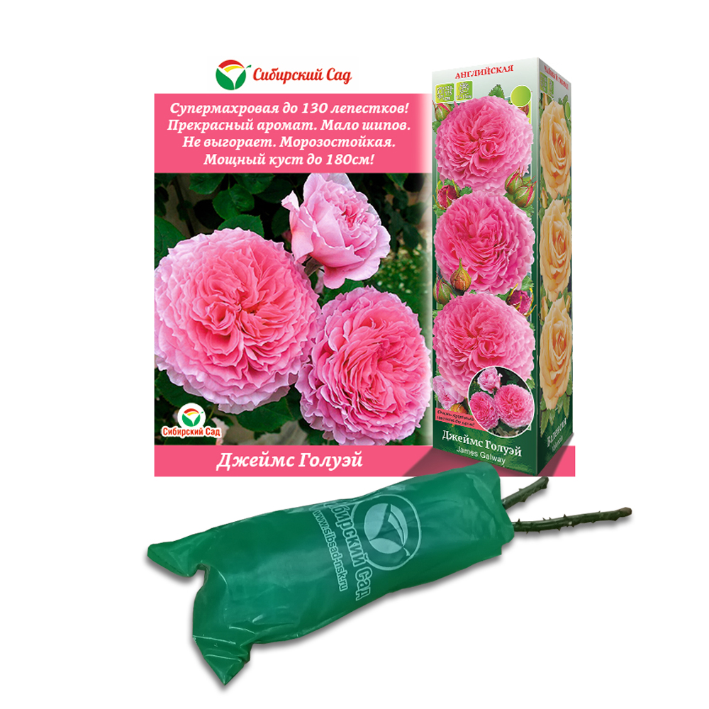 Роза Джеймс Голуэй (Сибсад) Английская