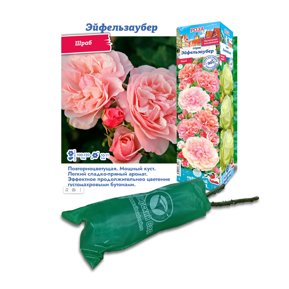 Роза Эйфельзаубер (Сибсад) Шраб