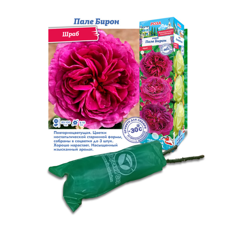 Роза Пале Бирон (Сиб.сад) Шраб
