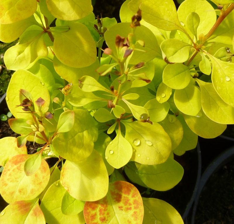 Барбарис тунберга мария