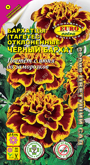 Бархатцы - Черный бархат (гавриш)