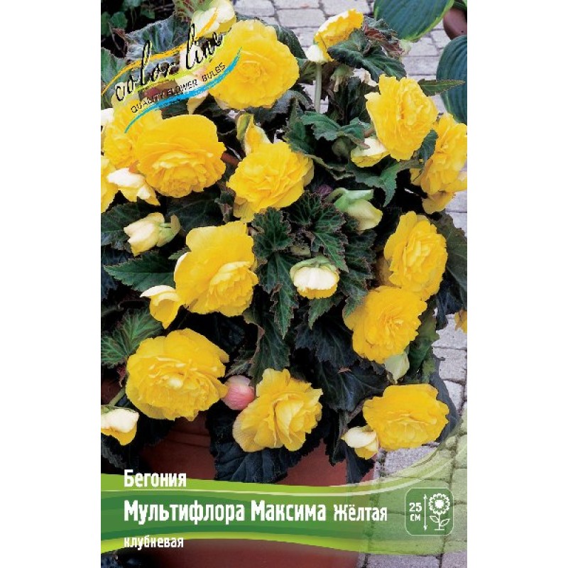 Бегония Мультифлора Максима Желтая (ИС) 3