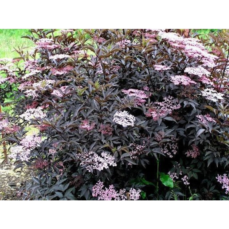 Бузина Блэк Бьюти (Поиск) черная