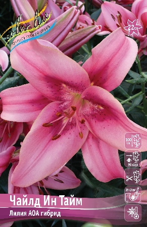 Чайн ин тайм