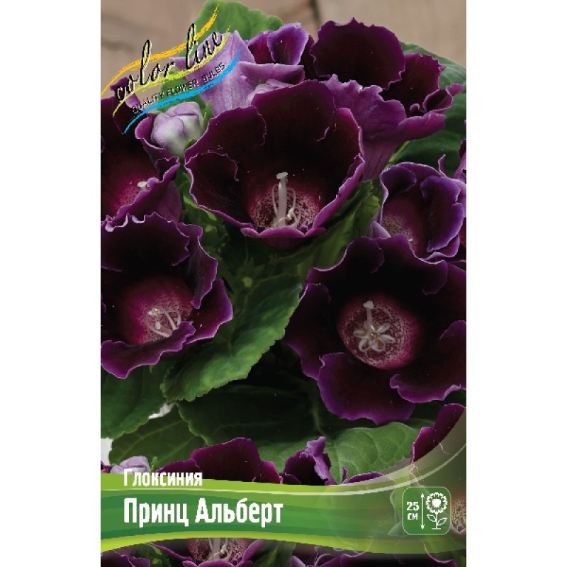 Глоксиния Принц Альберт (ИС) 1 эконом
