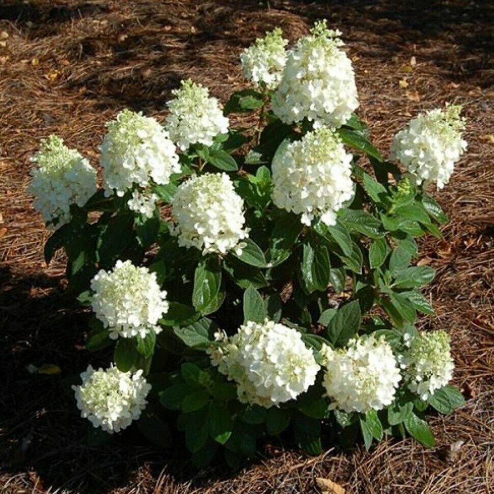 Гортензия Бэби Лэйс