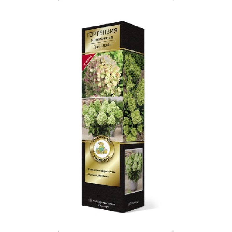 Гортензия Грин Лайт (Поиск) метельчатая