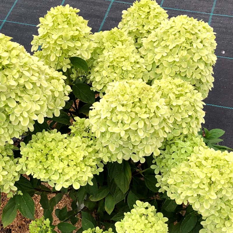 Гортензия Литтл Пассион (Поиск) метельчатая