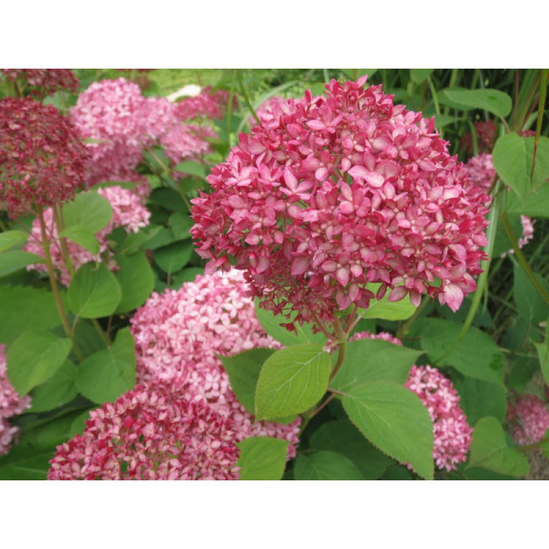 Гортензия Пинк Аннабель (Поиск) древовидная