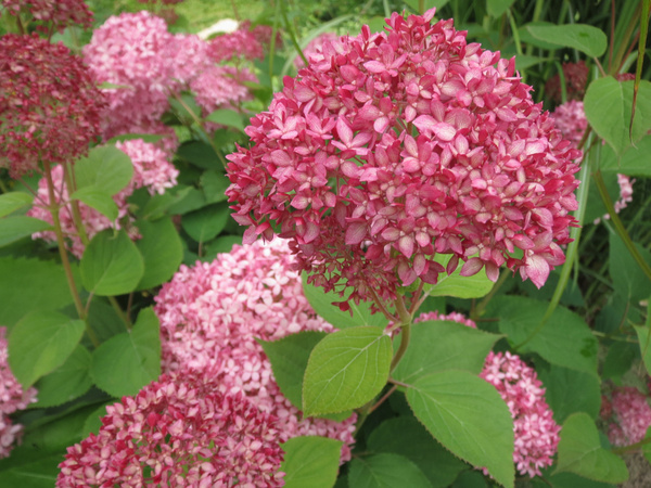 Гортензия пинк анабель