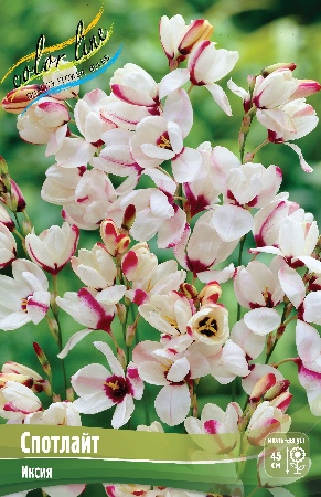 иксия спотлайт ис