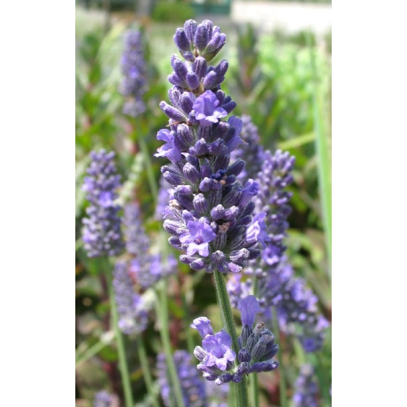 Лаванда Феноменал Р9 (ИС)