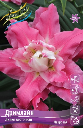 лилии дримлайн эконом ис