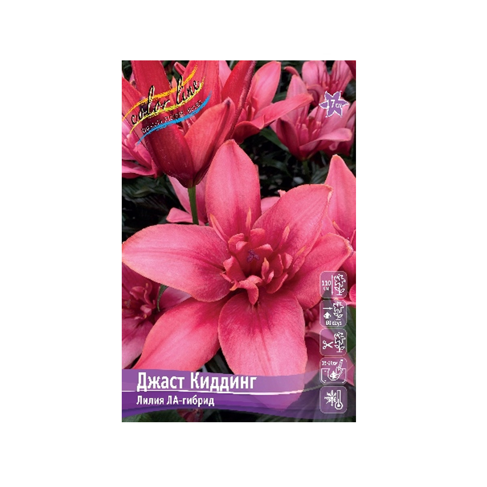 Лилии Джаст Киддинг (ИС) эконом