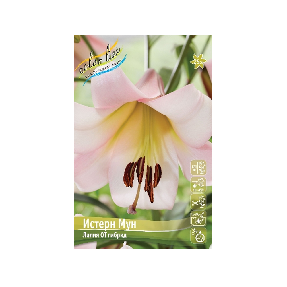 Лилии Истерн Мун (ИС) эконом