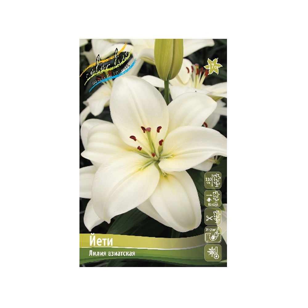 Лилии Йети (ИС) 2 эконом