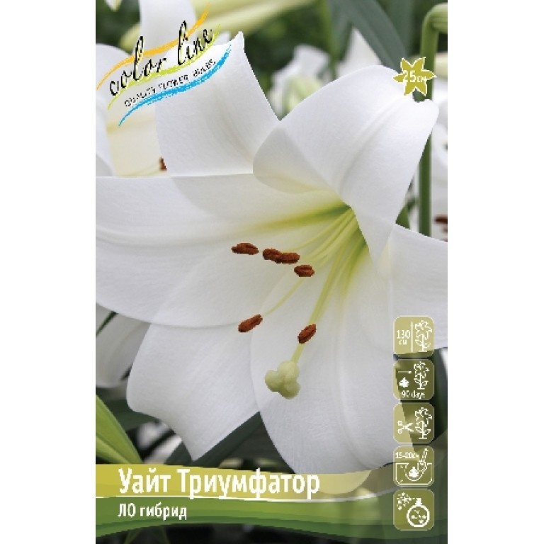 Уайт триумфатор. Лилия уайт триумфатор. лилия лоо-гибрид триумфатор. лилия уайт твинкл.