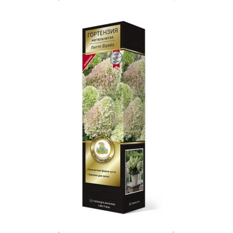 Гортензия Литтл Фрайз (Поиск) метельчатая