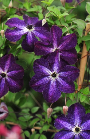 НАЙТ ВЕЙЛ28f691575f4b66f7