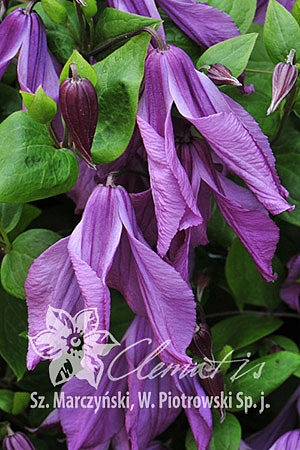 Память Сердцаbd691665bb5336d