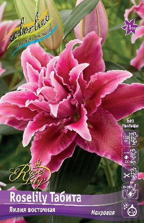 Росселли табита