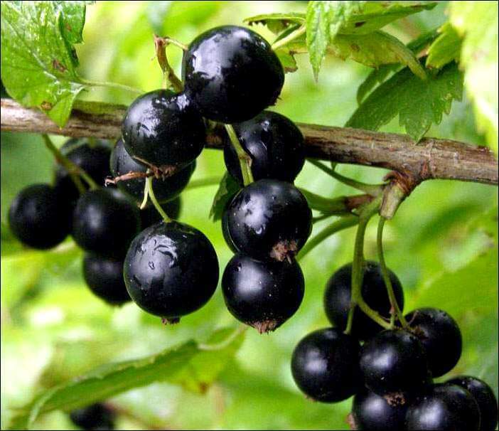 Смородина черная Добрый Джинн