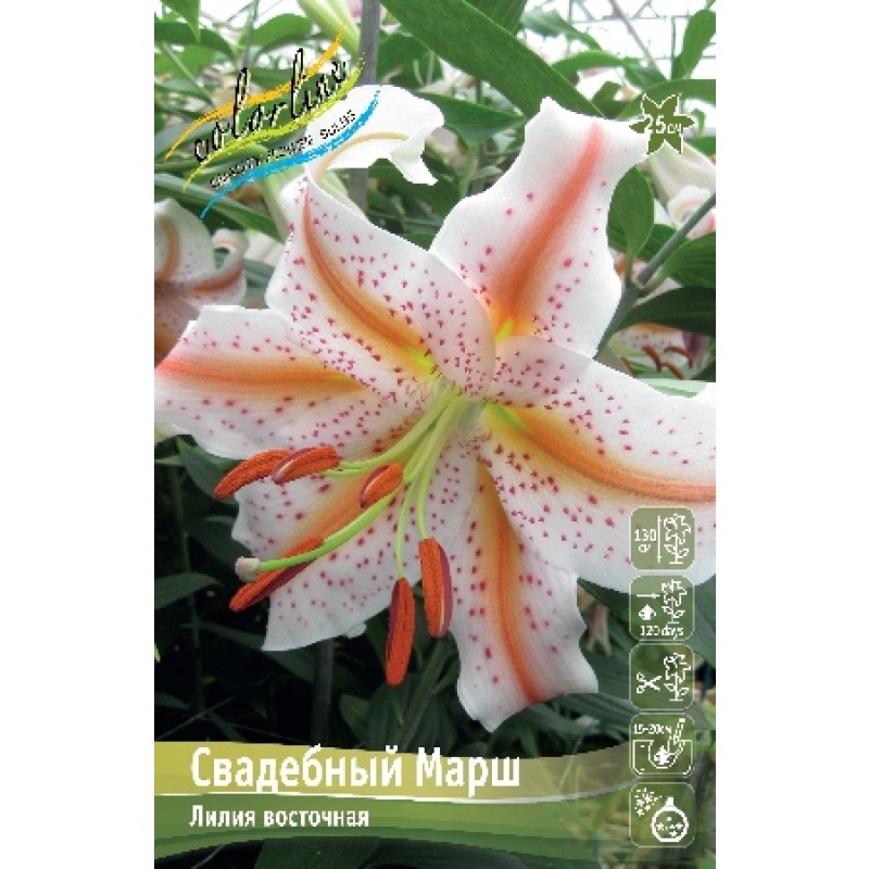 Лилии Свадебный марш (ИС) 3