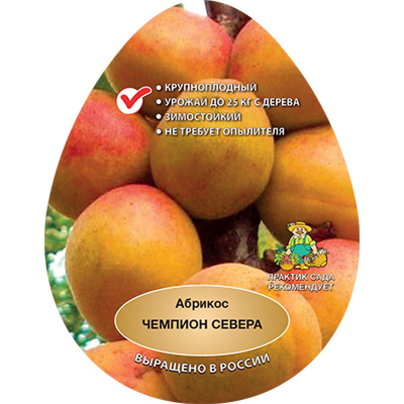 Абрикос Чемпион севера (Поиск) этикетка