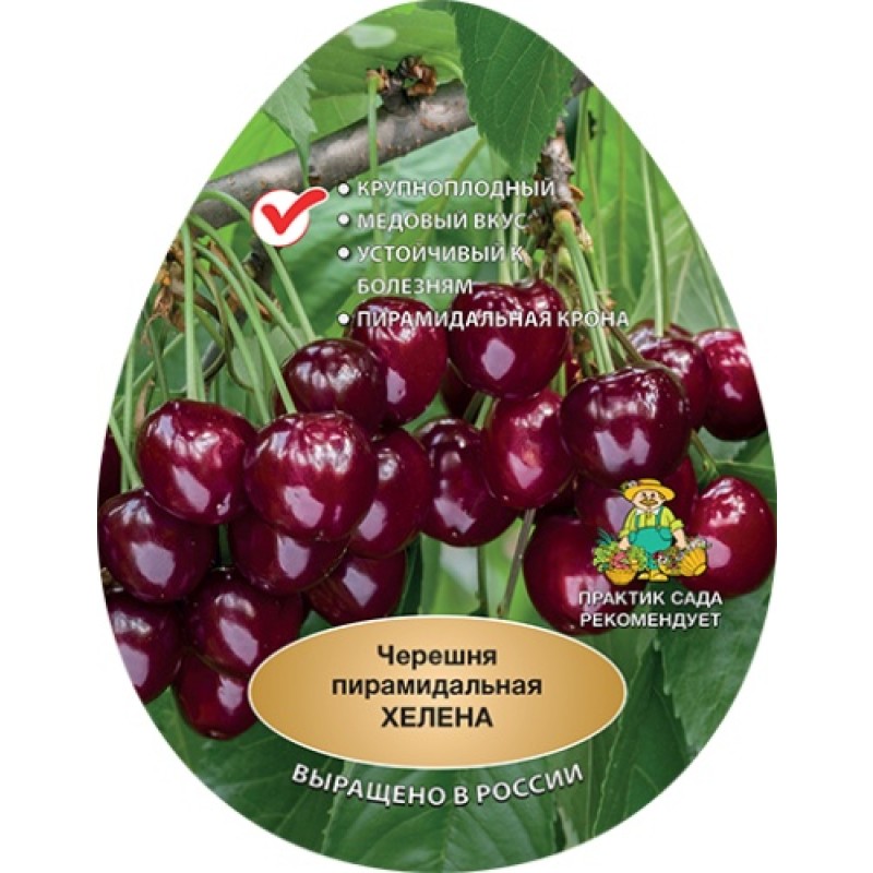 Черешня Хелена (Поиск) колоновидная этикетка