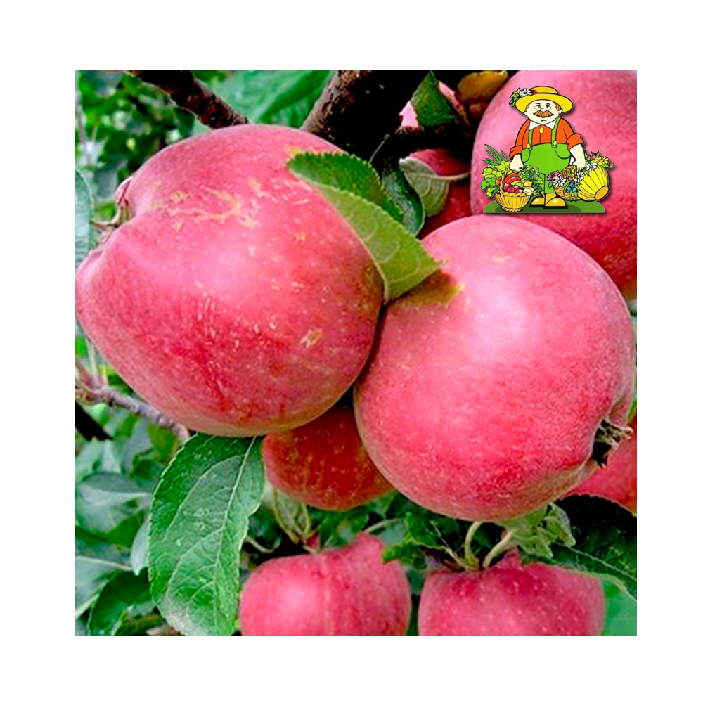 Яблоня Мечта (Поиск) этикетка