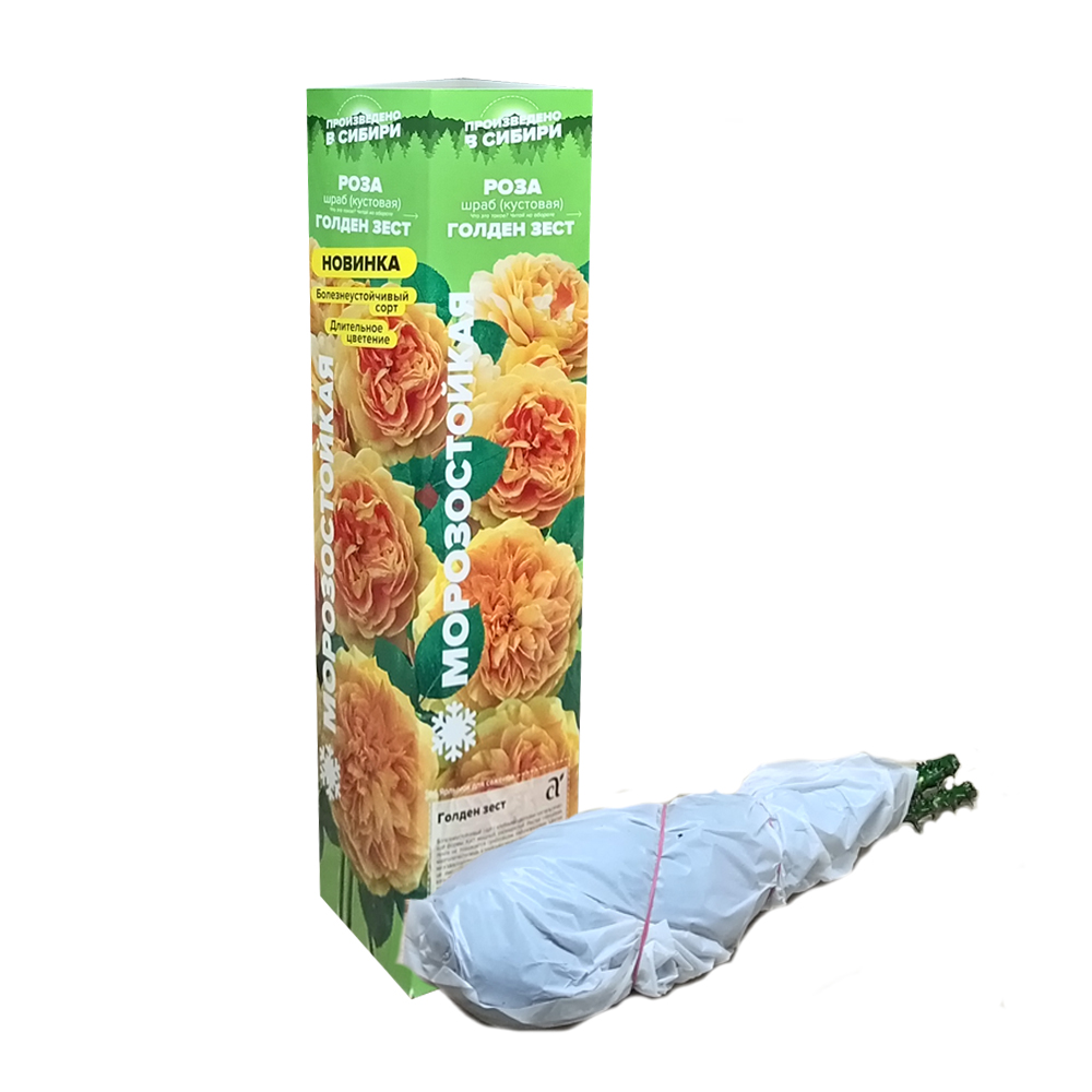 Роза Голден зест (Сем Алтая)