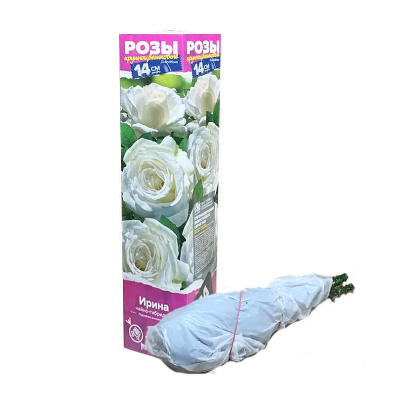 Роза Ирина (Сем.Алтая)