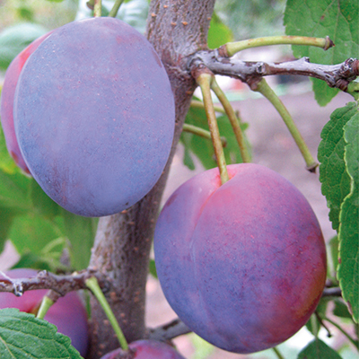 Слива конфетная