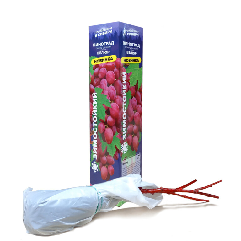 Виноград Велюр (Сем.Алтая)