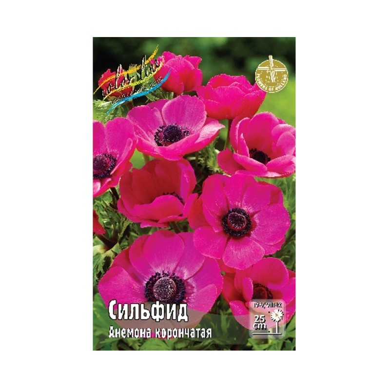 Анемоны Сильфид 5/6 (ИС) 10