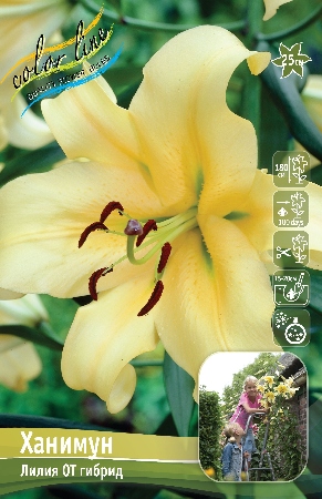 лилии ханимум ис