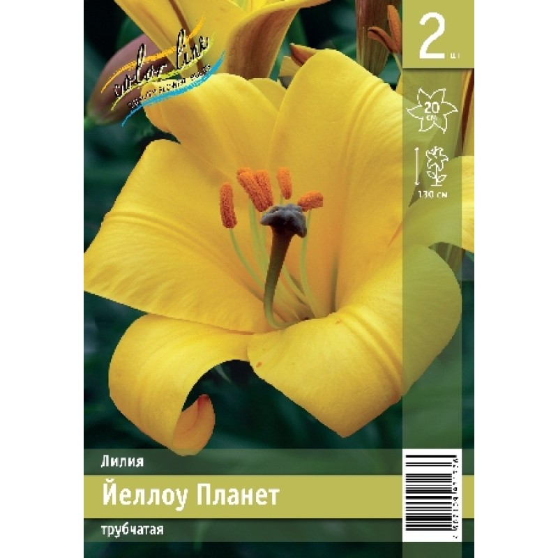 Лилии Йеллоу Планет (ИС) 2 эконом