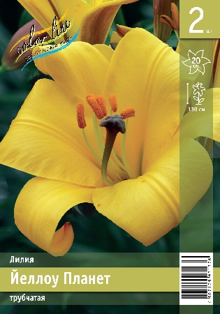 лилии йеллоу планет эконом 2шт