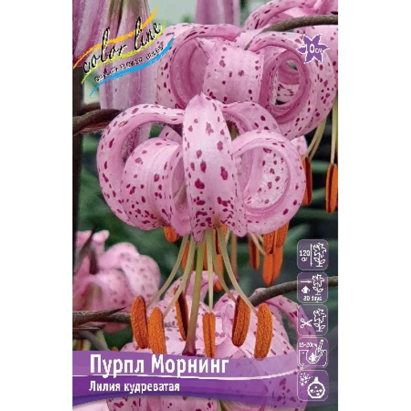 Лилии Пурпл Морнинг (ИС) 2