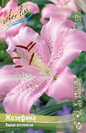 лилии жозефина ис