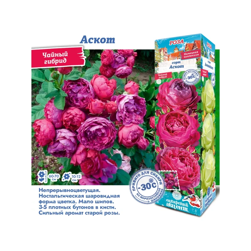 Роза Аскот (Сиб.сад) Чайно-гибридная