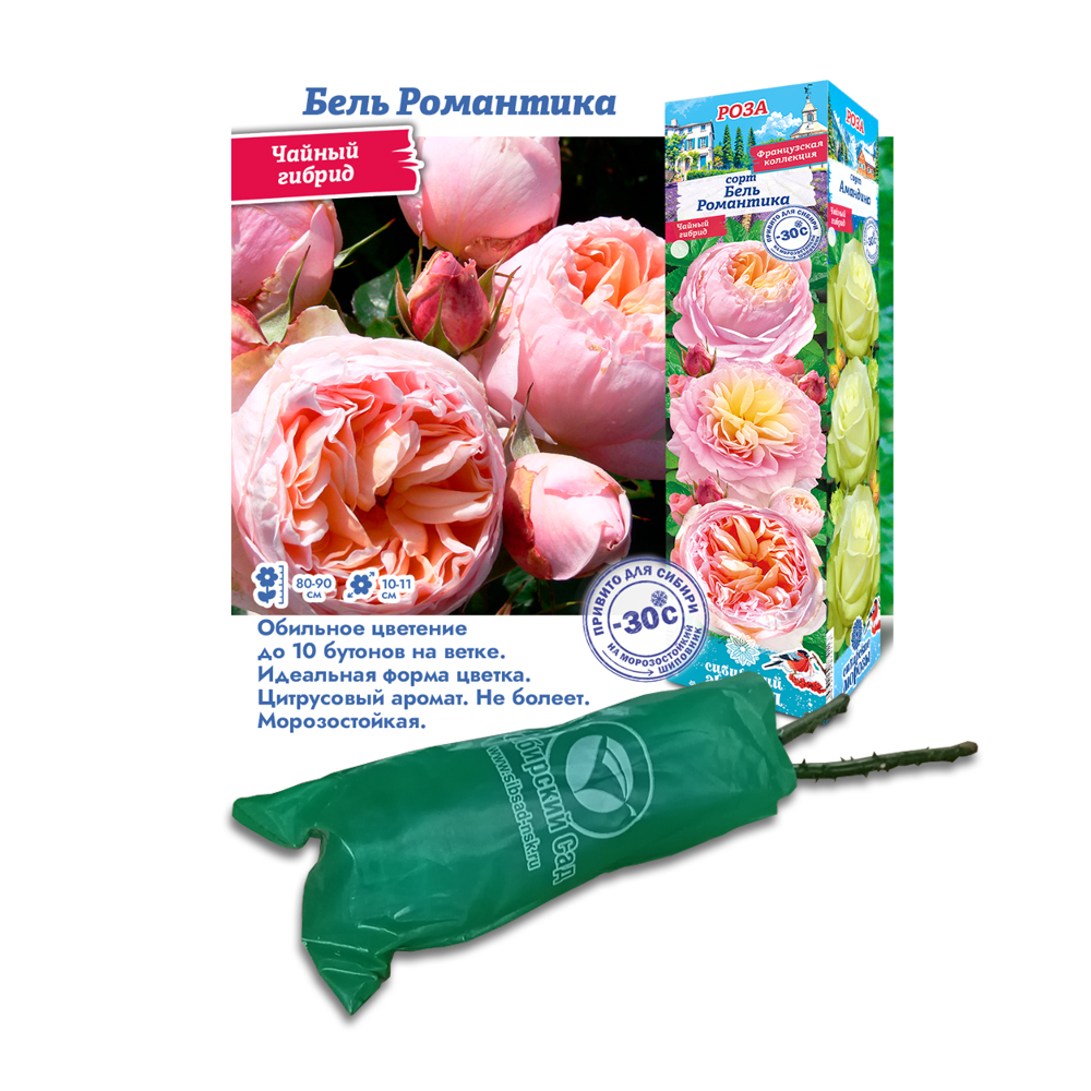 Роза Бель Романтика (Сибсад) Чайно-гибридная