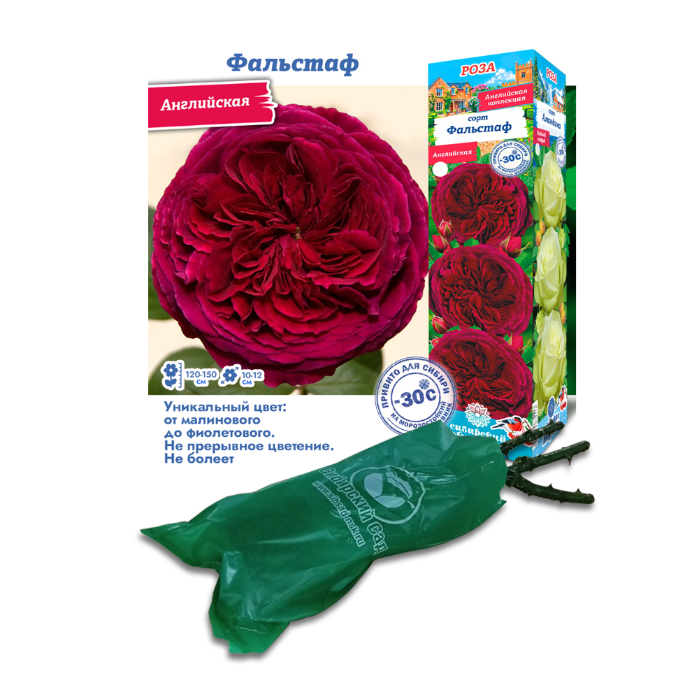 Роза Фальстаф (Сибсад) Английская